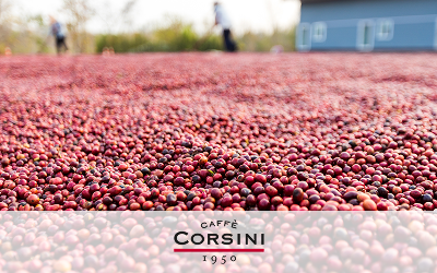 Caffè Corsini kafijas ražošanā apvienota kvalitāte, mīlestība un zinātnes sasniegumi